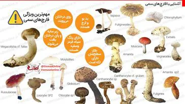 علائم مسمومیت با قارچ
