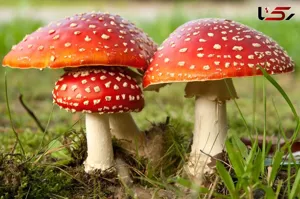 هشدار رئیس اورژانس پیش بیمارستانی ومدیرحوادث دانشگاه علوم پزشکی تبریز درباره خطر مسمومیت با قارچ‌های سمی در فصل بهار
